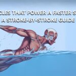 Muscles That Power a Faster Swim: A Stroke-by-Stroke Guide